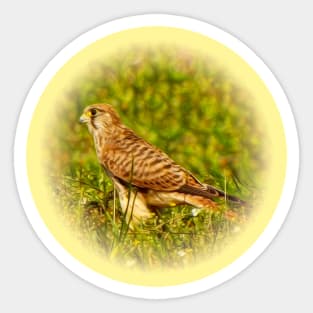 Kestrel Sticker